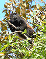 Image 37Mantled howler monkey, male (from Wildlife of Costa Rica)