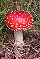 Image 6Psychotropic mushroom Amanita muscaria, commonly known as "fly agaric" (from Mushroom)