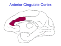 Anterior Cingulate Cortex of monkey (Macaca mulatta).
