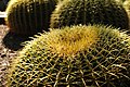 Barrel cactus in Desert Botanical Garden, Phoenix, Arizona