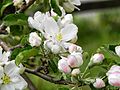 'Belle de Boskoop' apple flowers
