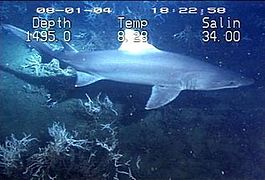 The smalltooth sand tiger has unequal-sized dorsal fins.