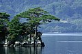 Die Japanische Rotkiefer ist der am weitesten verbreitete Nadelbaum Japans