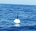 Drifting Buoy fitted with a Barometer
