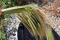 Wild barley (Hordeum spontaneum) harvested in Spring