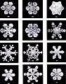 Image 13 Snow Photo credit: Wilson Bentley Plate XIX of "Studies among the Snow Crystals ... " by Wilson Bentley (1902), the first person known to photograph snowflakes. He did so by catching an individual snowflake on a blackboard, rushing it onto some black velvet, which he would then photograph using a bellows camera he had attached to a microscope. His first photograph of a snowflake was on January 15, 1885 and he would capture over 5000 images of crystals in his lifetime. Bentley also photographed all forms of ice and natural water formations including clouds and fog. He was the first American to record raindrop sizes and was one of the first cloud physicists.