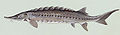 This Atlantic sturgeon is a chondrostean
