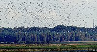 In some years the species is more sociable and gathers in large flocks after breeding. In the picture, part of a large flock estimated at around 3,000 individuals on September 24, 2017 in Ystad.