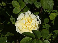 A Bright Yellow Rose