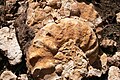 40  cm diameter ammonite on a Kundudo fossil field