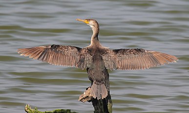 Japanese cormorants are typically used by Japanese fishers.