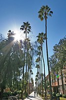 The Palm Walk is the main pathway through the campus.