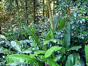 Foliage near Babonneau