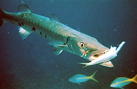 A barracuda preying on a smaller fish