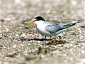 California least tern