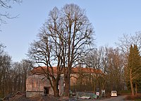 Conradslinde mit Nebenbaum am Welfenschloss