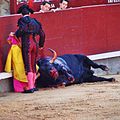Tercio de muerte: The bull fatally hit falls to the ground.