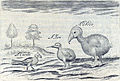 Broad-billed Parrot (Lophopsittacus mauritianus) Thomas Herbert (1634)