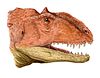 Head of Majungasaurus.