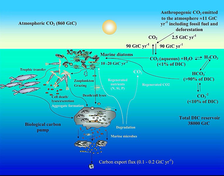 Ocean carbon cycle and diatom carbon dioxide concentration mechanisms