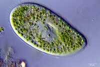 A ciliate with green zoochlorellae living inside it endosymbiotically