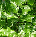 Leaves of the Georgia oak