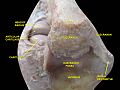 Elbow joint. Deep dissection. Posterior view.
