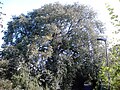 The Duddingston elm (girth 5.2 m), Edinburgh