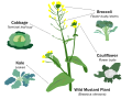 Image 1Selective breeding enlarged desired traits of the wild cabbage plant (Brassica oleracea) over hundreds of years, resulting in dozens of today's agricultural crops. Cabbage, kale, broccoli, and cauliflower are all cultivars of this plant. (from Plant breeding)
