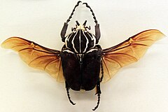 Goliathus goliatus, male, with spread wings
