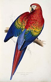 large red, yellow and blue parrot