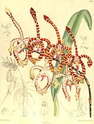 Botanical illustration of Arachnis annamensis