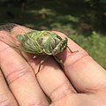 Newly emerged adult cicada held on human fingers