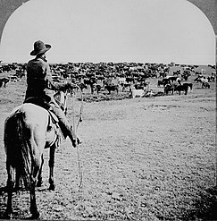 Cattle herd and cowboy, c. 1902