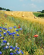 A summer field