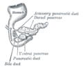 Pankreas eines menschlichen Embryos in der fünften Woche