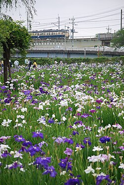 Maekawa Iris Park