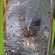 Labyrinth spider (Agelena labyrinthica) female in web funnel