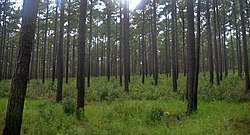 Longleaf pine (Pinus palustris), Sam Houston National Forest, Walker County, Texas (September 2020)