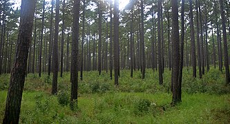 Longleaf pine (Pinus palustris), Sam Houston National Forest, Walker County, Texas, USA (September 2020)