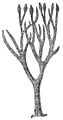 Image 13Lepidodendron, an extinct lycophyte tree (from Tree)