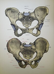 This image shows a male and female pelvis, establishing a clear difference between the two which researchers use to determine sex.
