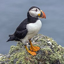 black and white sea bird with multi-coloured bill and orange webbed feet standing on a rock