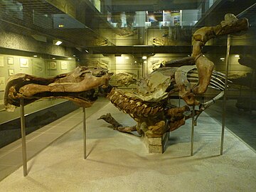 Original Edmontosaurus mummy