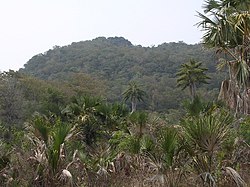 Tropical dry forest and Corypha palm savanna along the Lospalos–Uatu Kerbau road