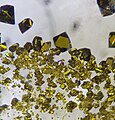 Einkristalle von Urantetrachlorid (Bildbreite ca. 7 mm)[8]