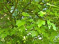 Field maple, Hesse, Germany