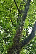 Arachnis labrosa growing epiphytically on a tree