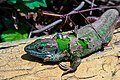Moulting European green lizard