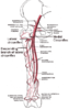Circumflex femoral arteries